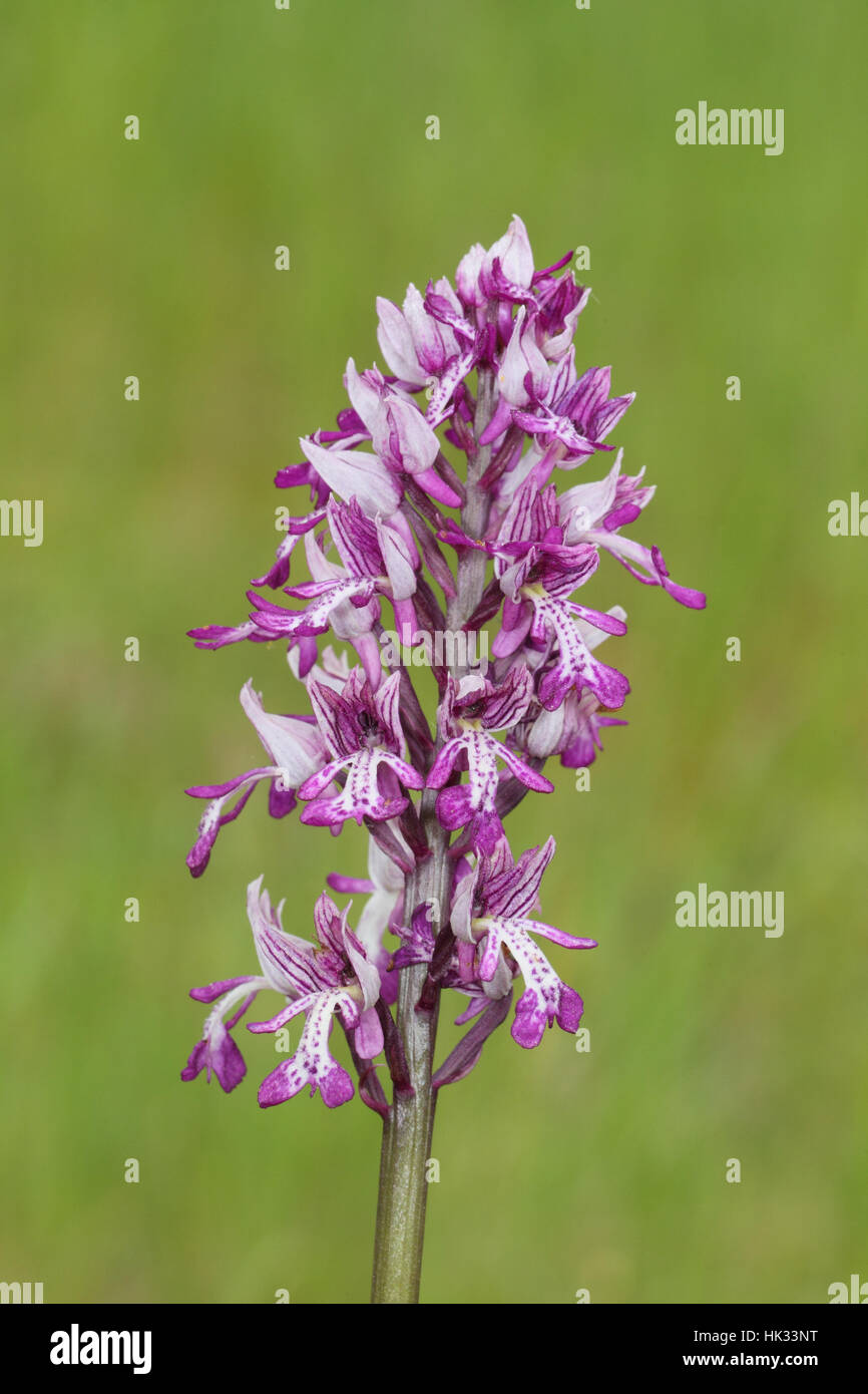 Militärische Orchidee Orchis Militaris, einer seltenen rosa und weiß Orchideen auf eines seiner beiden UK Websites, in Suffolk Breckland Stockfoto