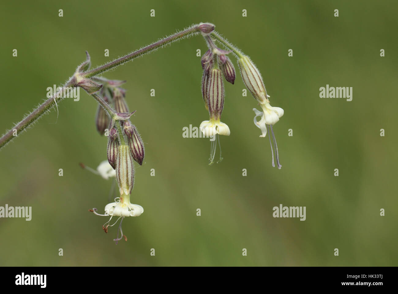 Nottingham-Leimkraut (Silene Nutans), eine seltene Pflanze mit baumelnden weißen Blüten auf einem Kent Kreide seacliff Stockfoto