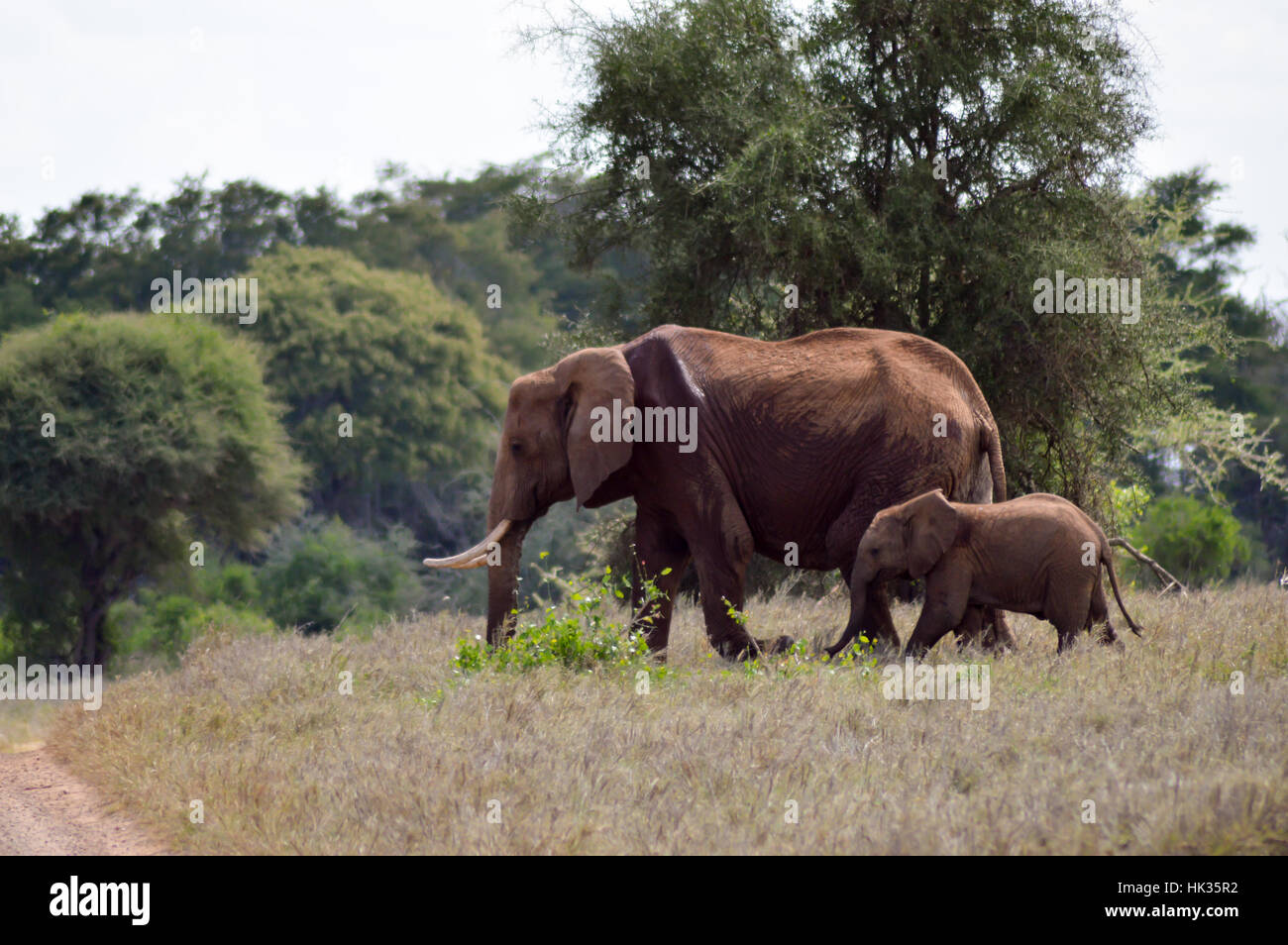 Ein Elefant und seine kleinen nach einem Spaziergang in der Savanne des Parks Tsavo West in Kenia Stockfoto