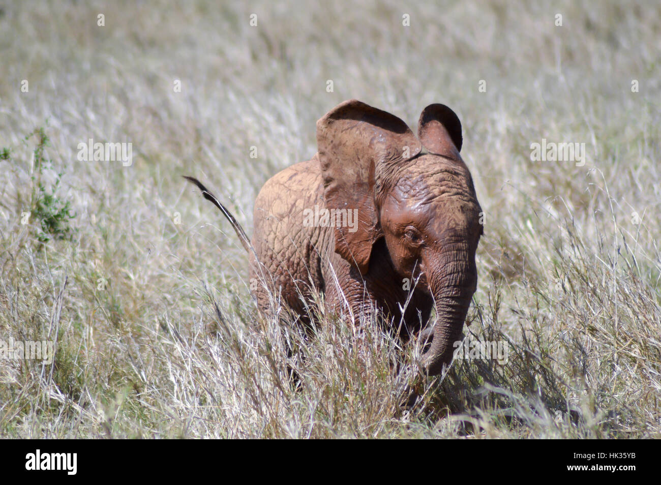 Kleiner Elefant durch die Savanne des Tsavo West Nationalpark in Kenia bummeln Stockfoto