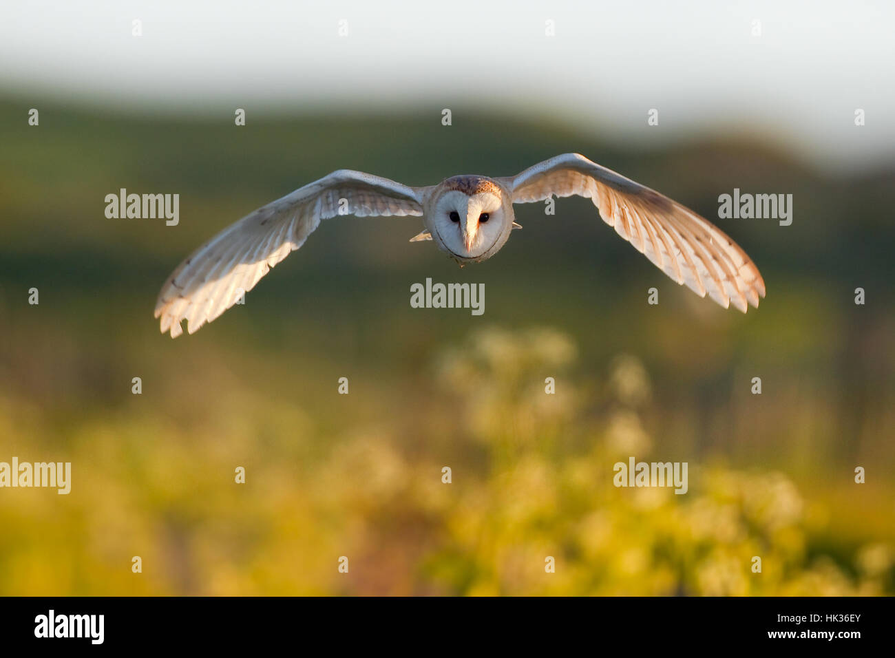 Britische Schleiereule fliegen Stockfoto