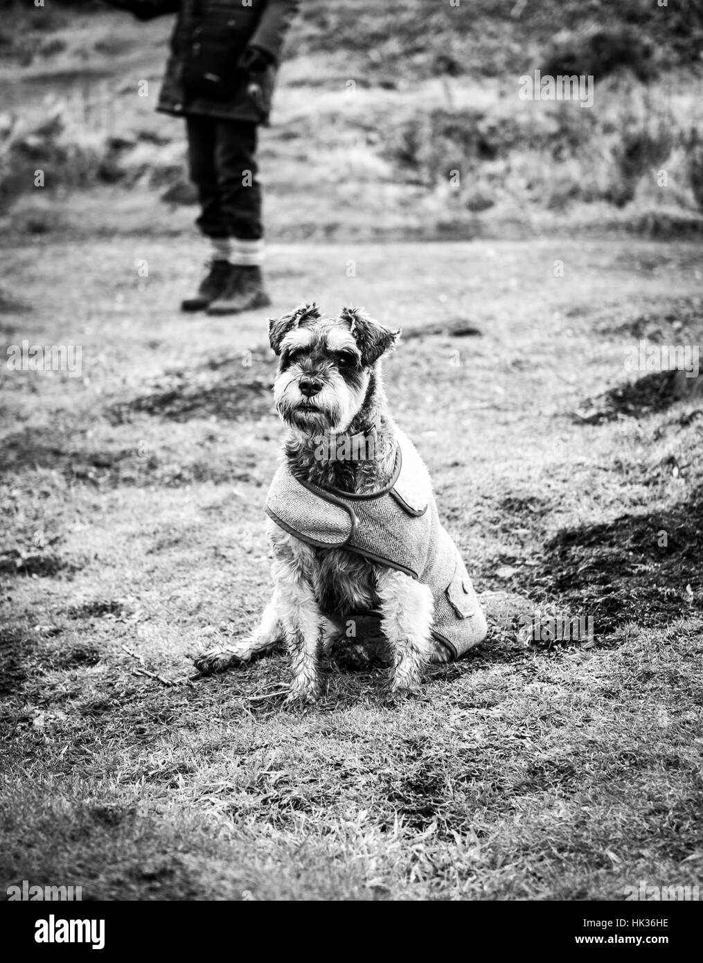 Sitzen Schnauzer Stockfoto