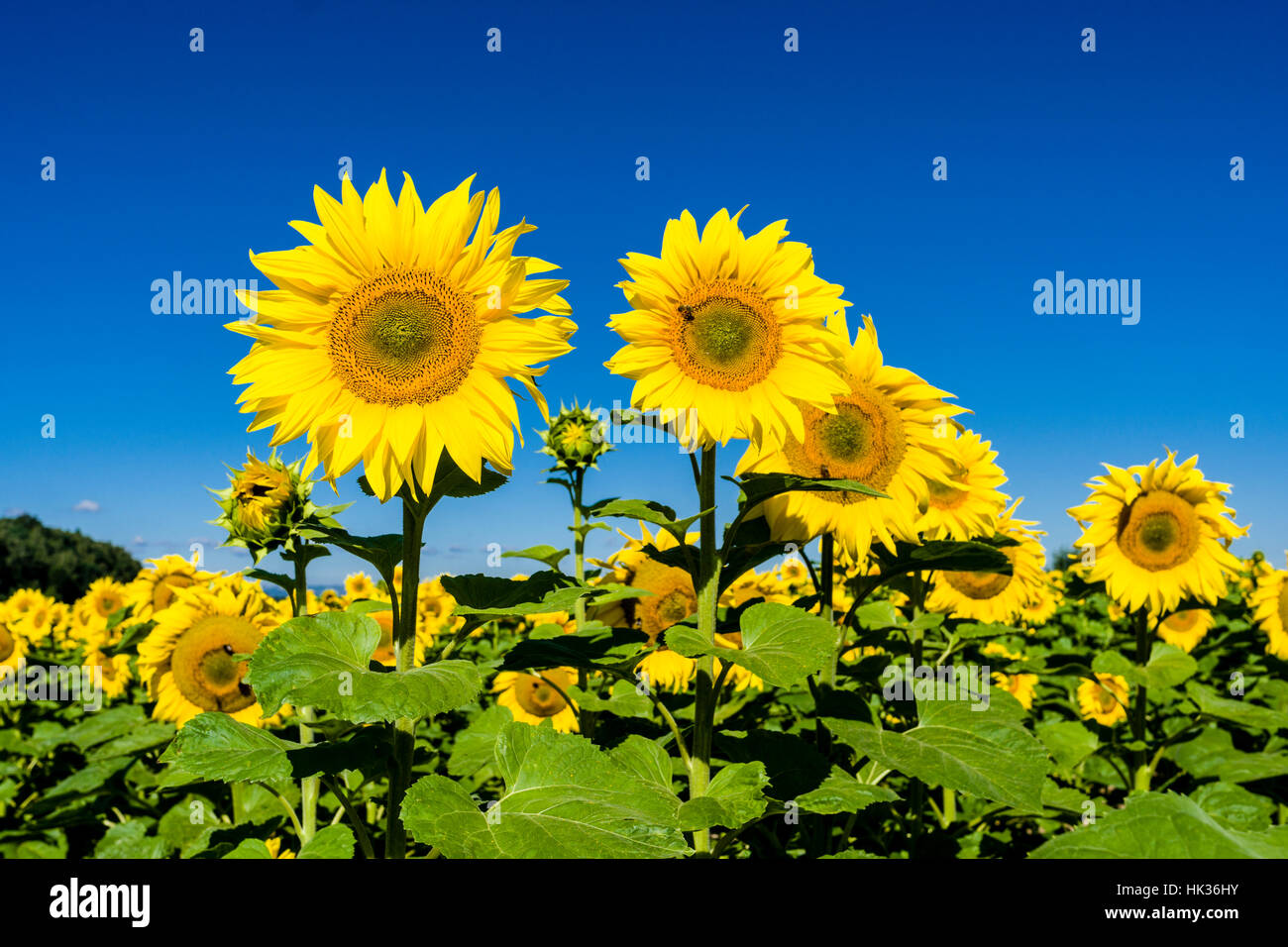 Einige Blüten der gemeinsamen Sonnenblumen (Helianthus Annuus) stehen aus einem ganzen Sonnenblumenfeld Stockfoto