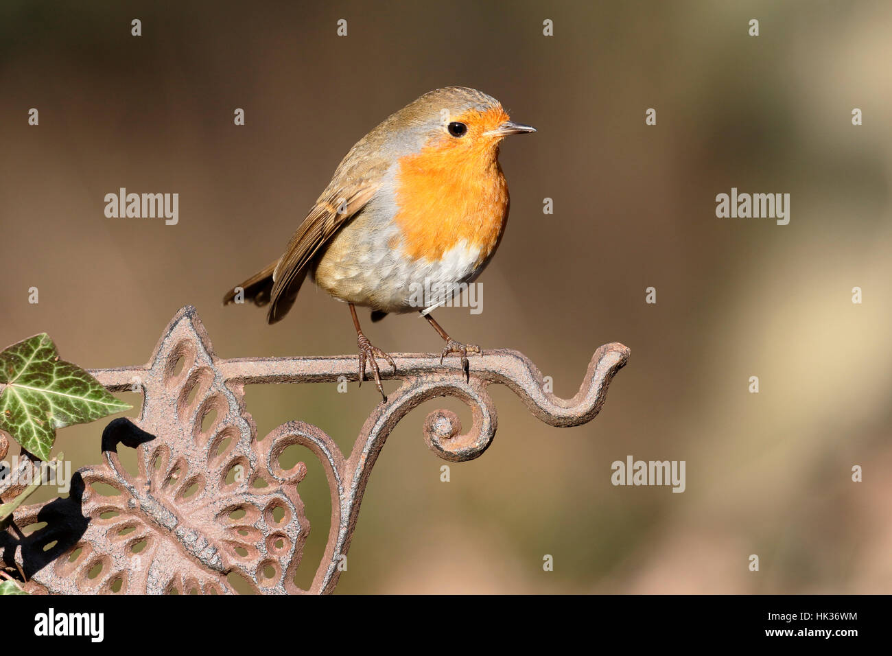 Robin, Erithacus Rubecula, einziger Vogel auf Zaun, Warwickshire, Januar 2017 Stockfoto
