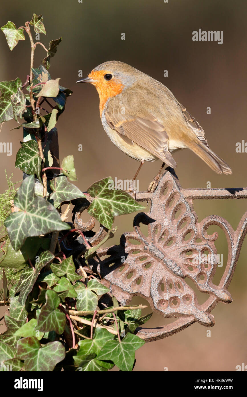 Robin, Erithacus Rubecula, einziger Vogel auf Zaun, Warwickshire, Januar 2017 Stockfoto