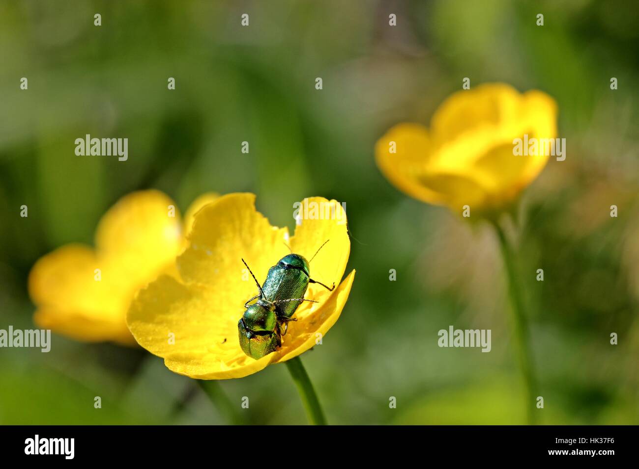 Grün, Blüte, Blüte, blühen, blühende, Käfer, Paarung, Mate, paar, Stockfoto