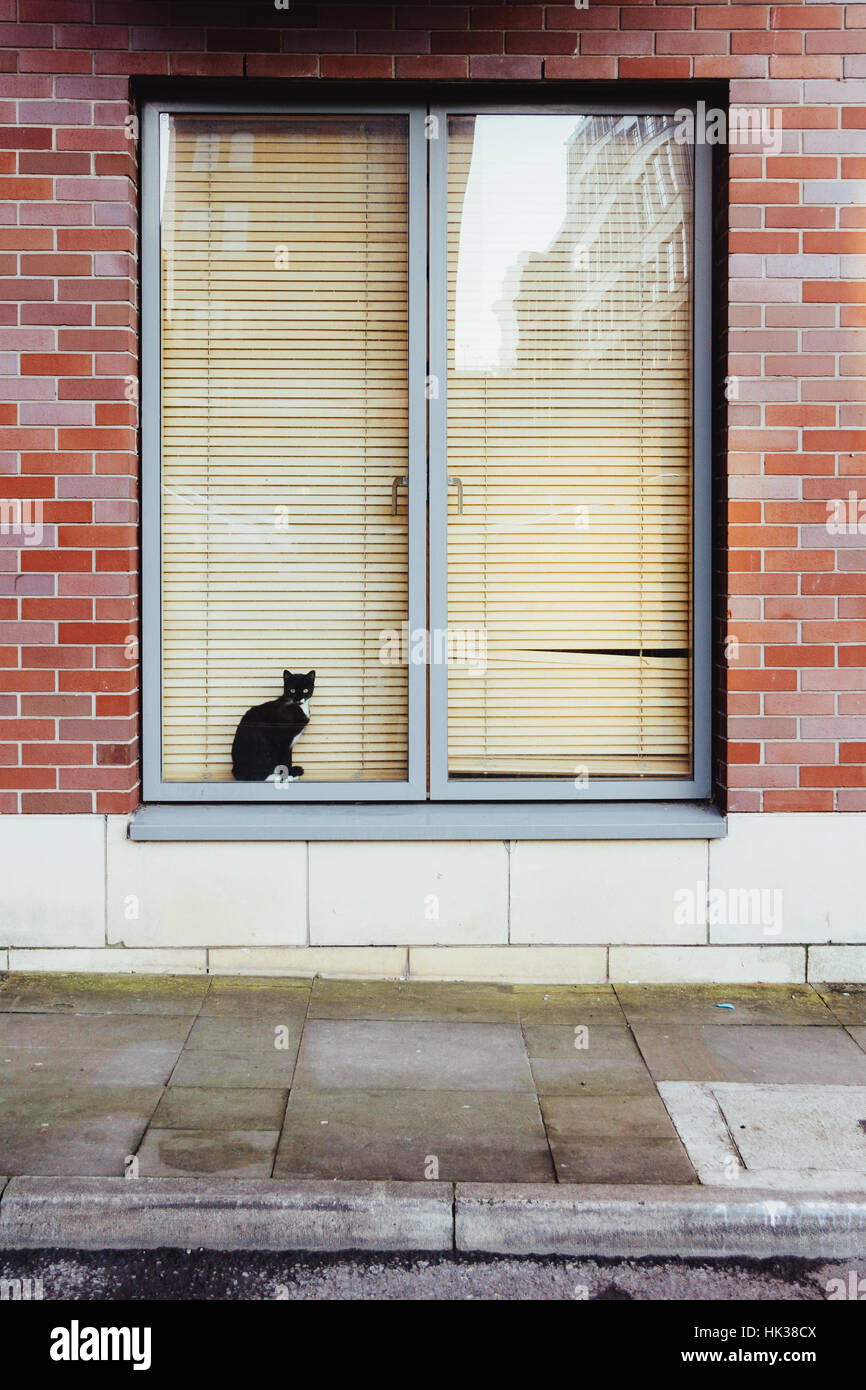 Schwarze Katze, die sitzt am Fenster in einer Wohnung Stockfoto