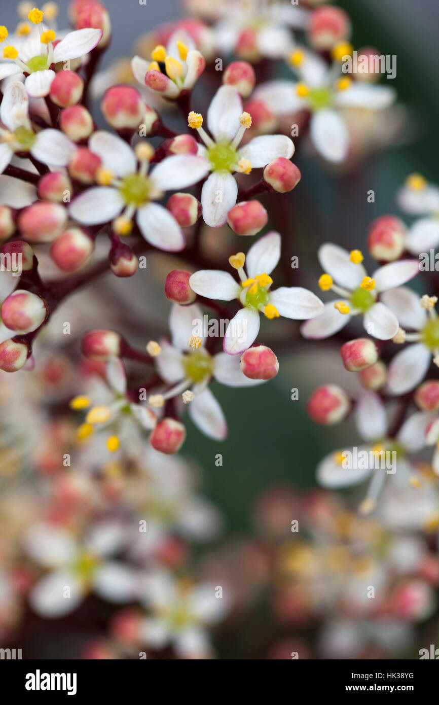 Skimmia japonica 'Rubella' Stockfoto