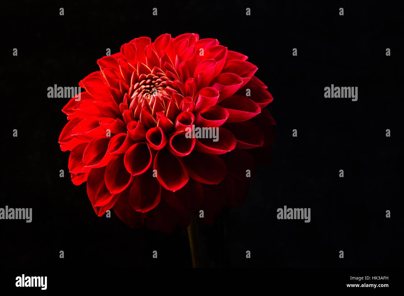 Eine schöne einzelne rote Dahlie dreht es den Kopf in Richtung des Lichts auf schwarzem Hintergrund mit Platz für Text oder Kopie. Stockfoto