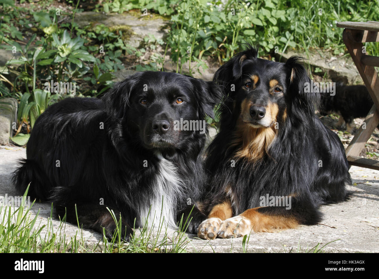 Australischer Schäferhund-Mix und im Garten Stockfoto