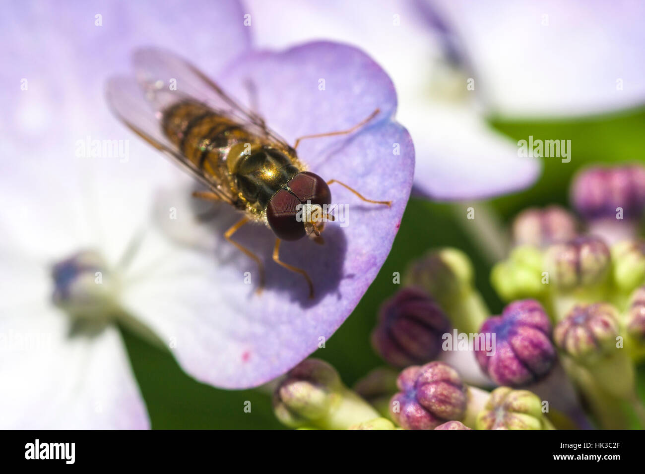 Ein Krainer Biene (Apis mellifera carnica) ist das Sammeln von Nektar zu einem Kaffee des Himmels (Hydrangea serrata) Blüte Stockfoto