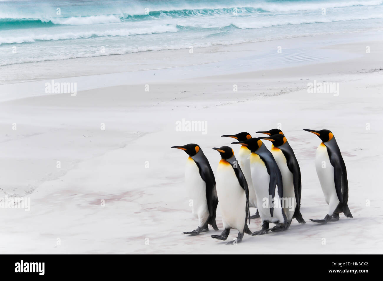 Königspinguine - Volunteer Point, Stanley Insel Stockfoto