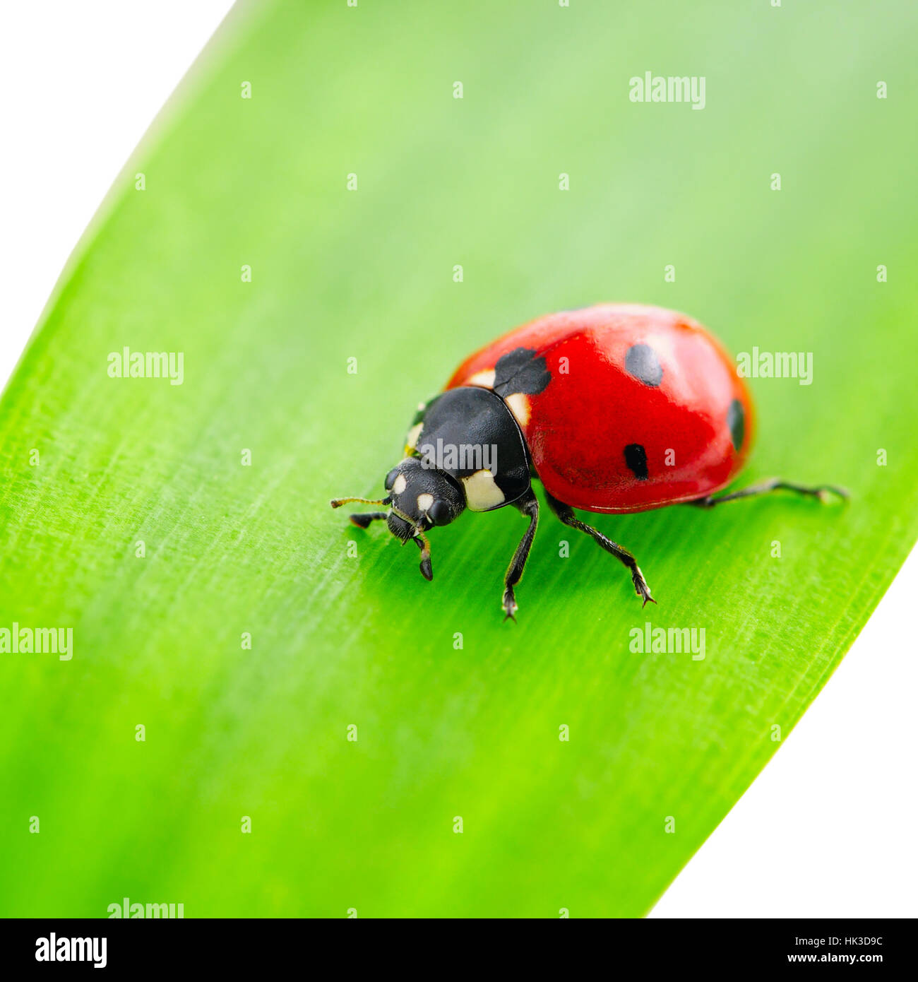 Marienkäfer auf grünes Blatt isoliert auf weißem Hintergrund Stockfoto