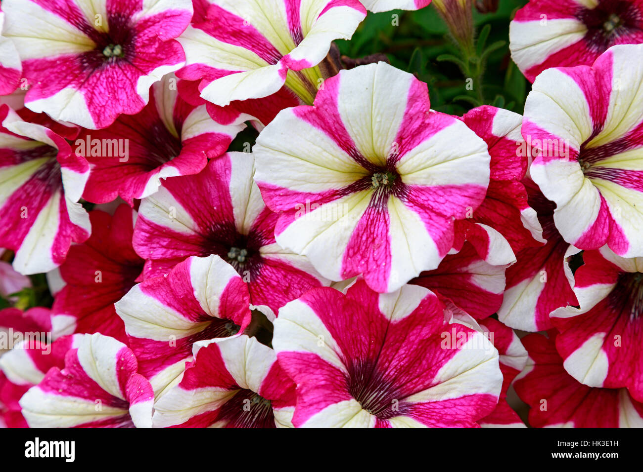 Petunien im Sommergarten. Stockfoto