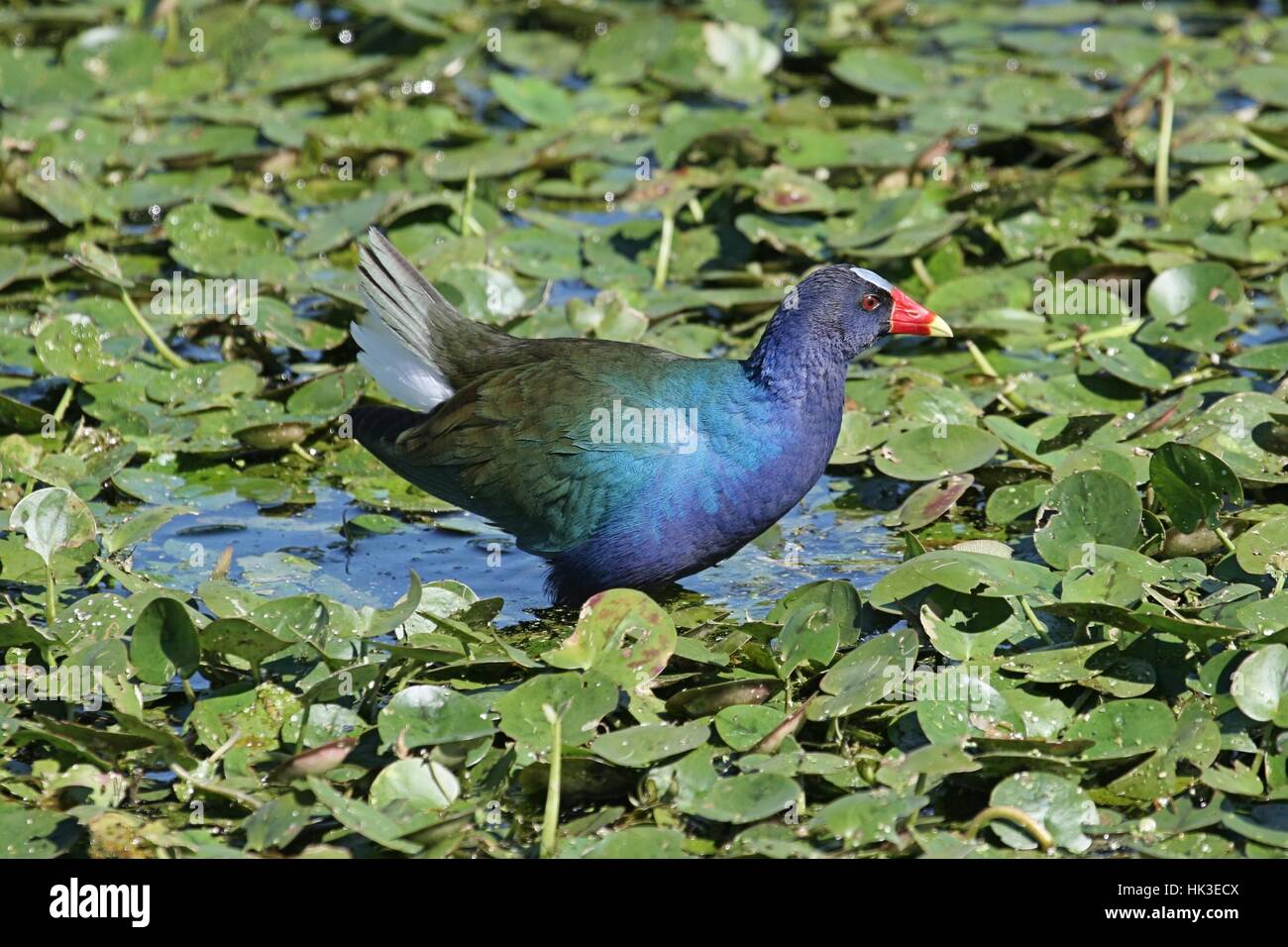 Tier, Tiere, Wild, Sumpf, Schiene, Vögel, lila, Federn, Tierwelt, Wasservögel, Stockfoto