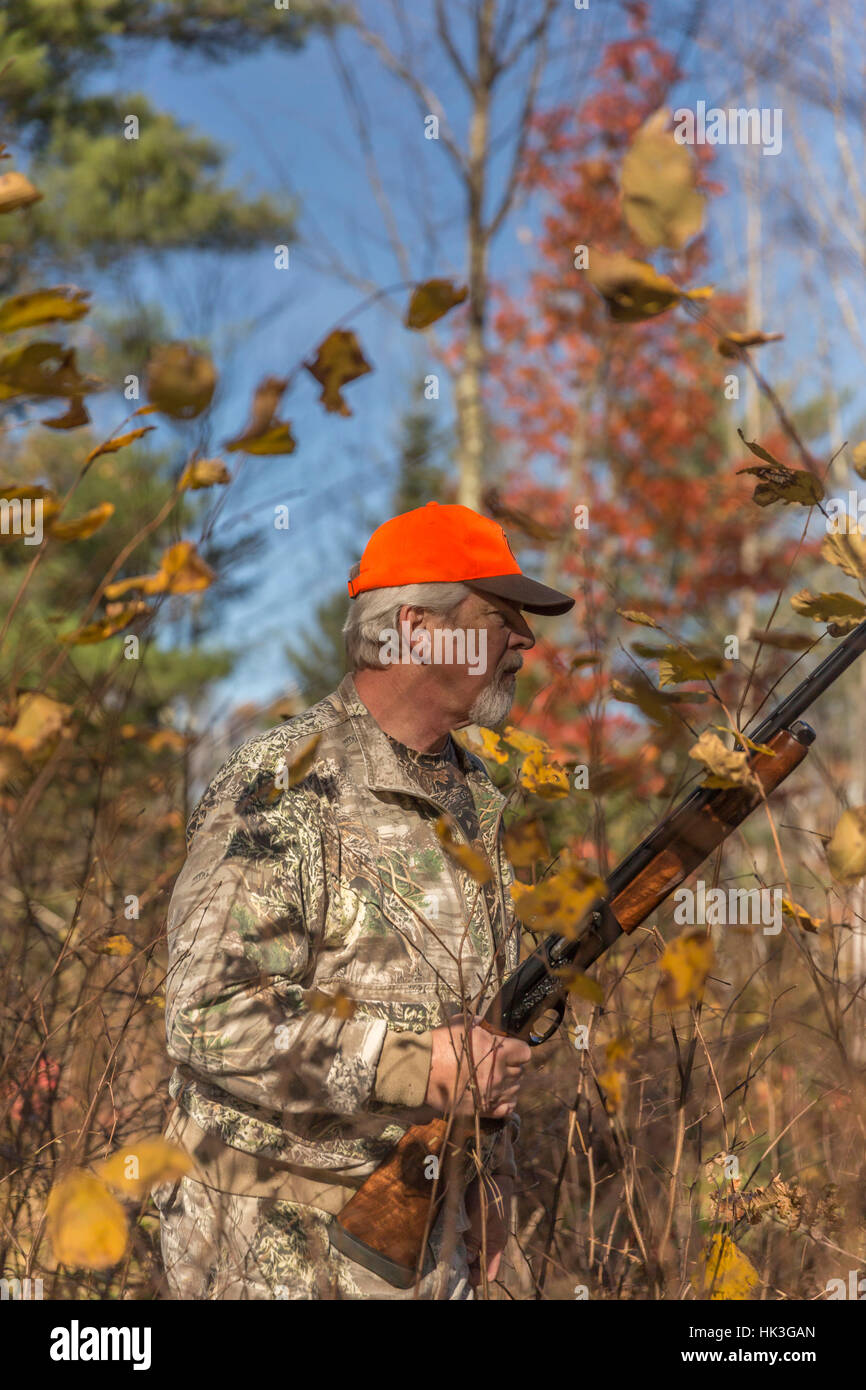 Ruffed Grouse Jagd im Herbst Stockfoto