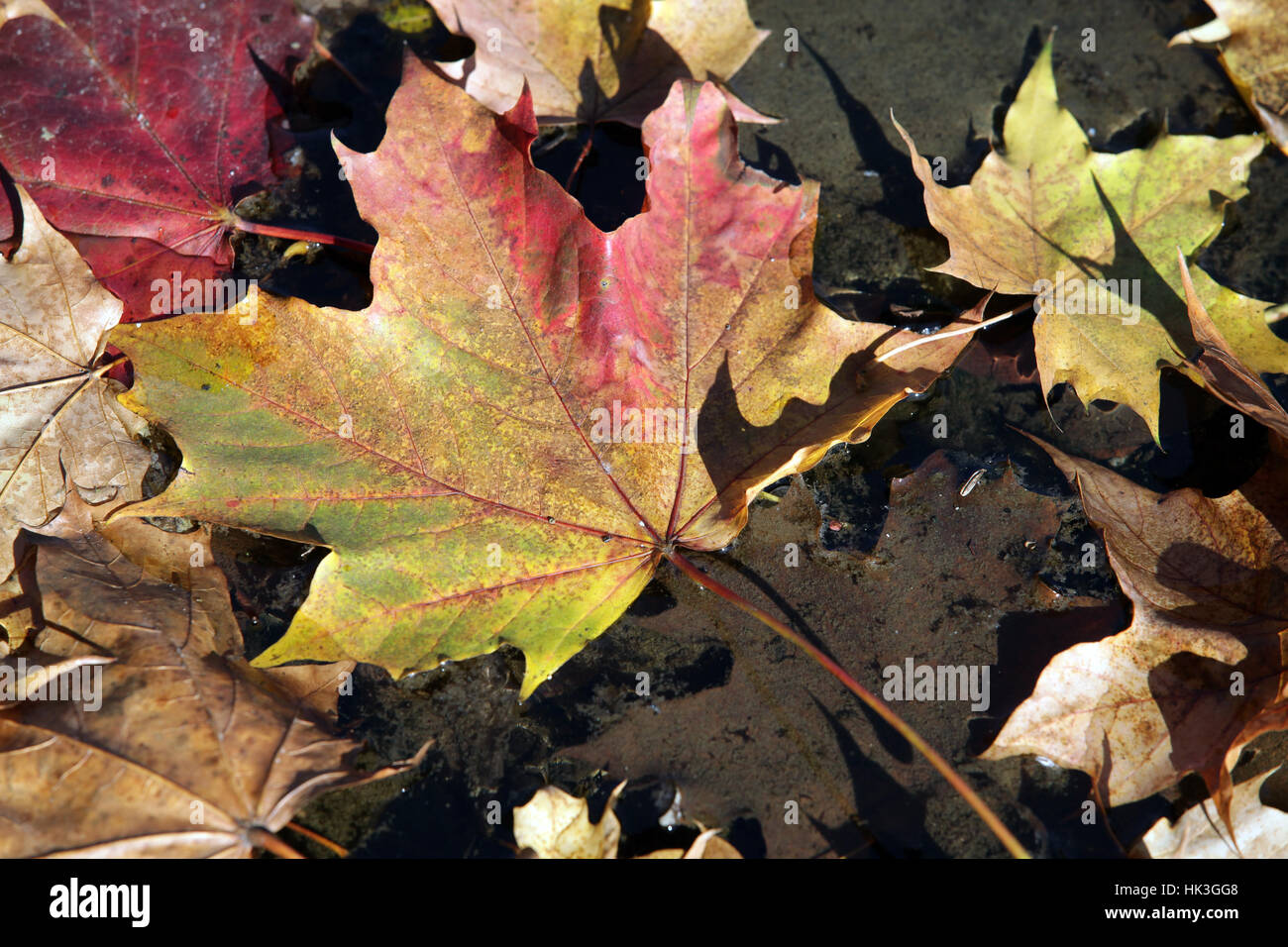 Herbst, Herbst, Blatt, Farbe, Closeup, grün, Nostalgie, frische, herbstlich, Stockfoto