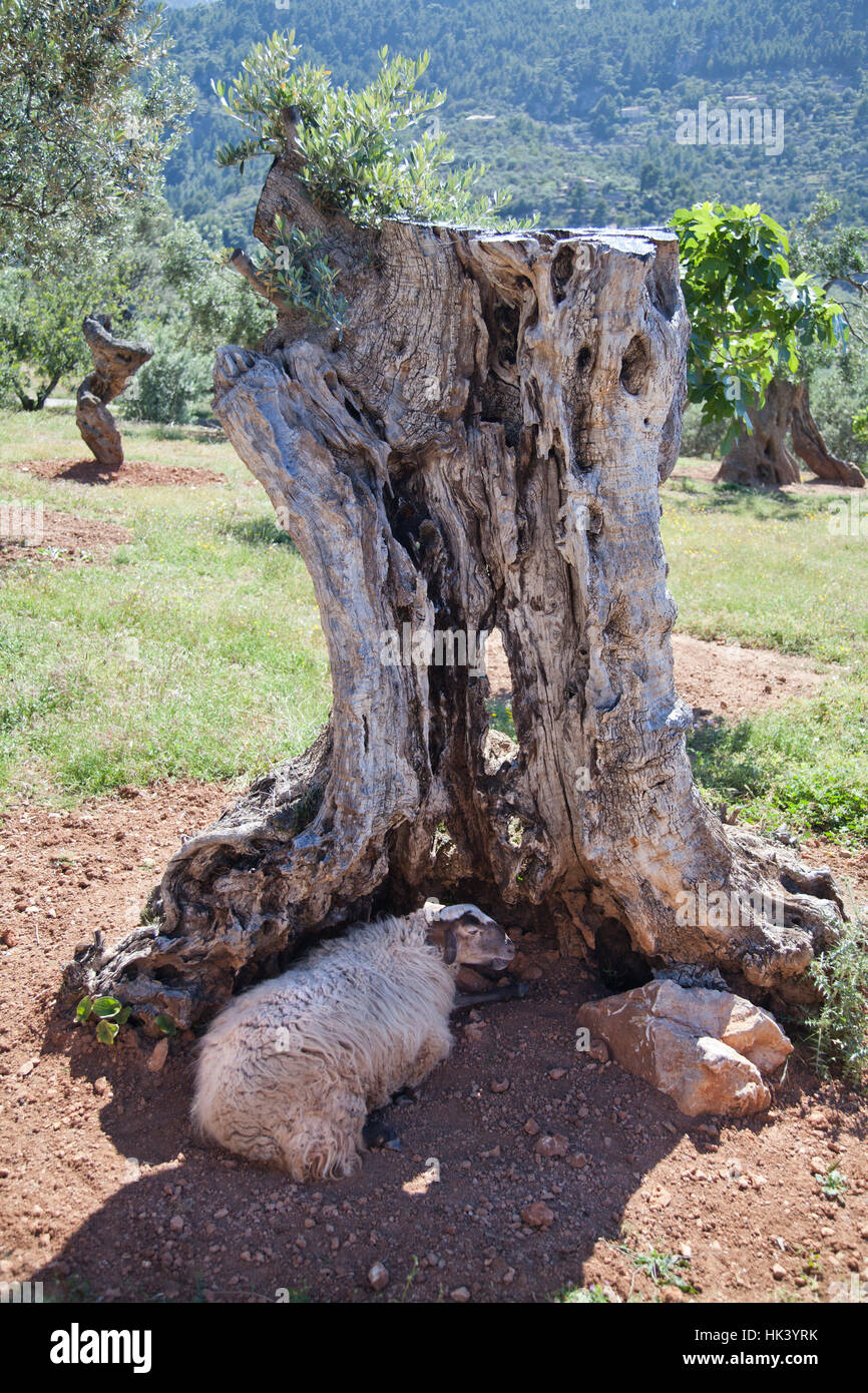 Schafe und Olive tree Stockfoto