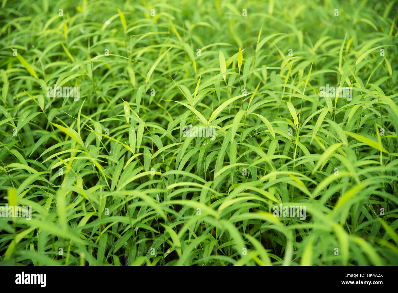 Grüne Para Rasen Blätter frische Natur Hintergrund Stockfoto