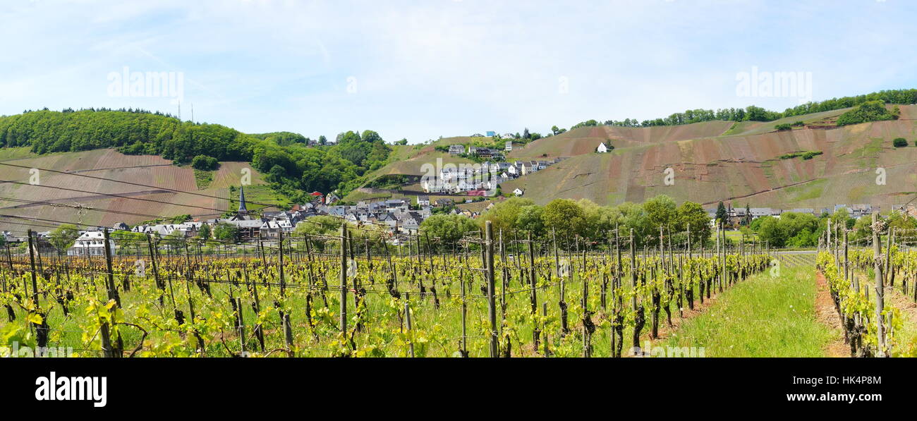 Mosel Wine Village Vineyards Cultivation Stockfotos und bilder Kaufen