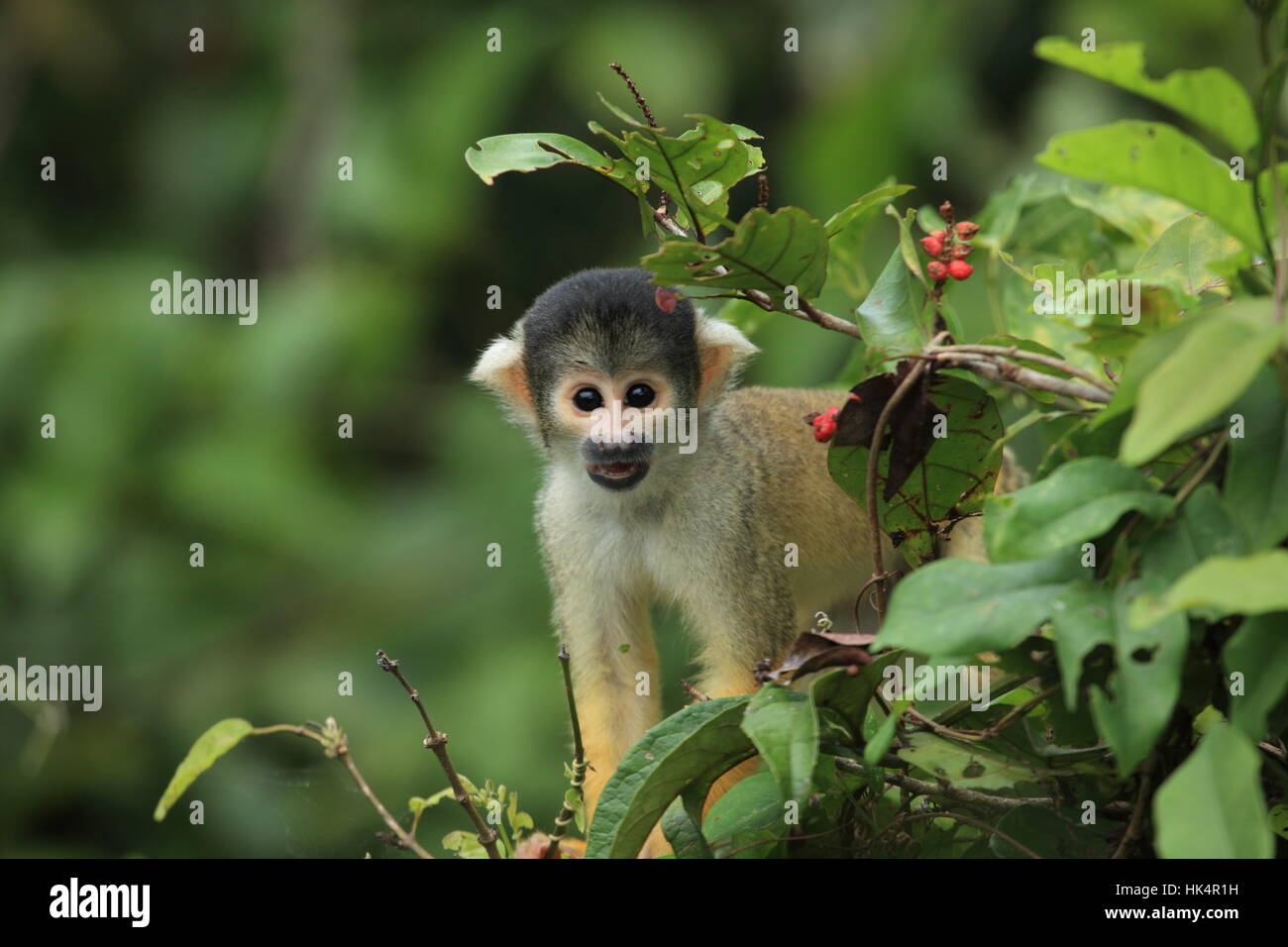Affen, Dschungel, Pampa, Amazon, Affen, Dschungel, Südamerika, Bolivien,  Pampa Stockfotografie - Alamy