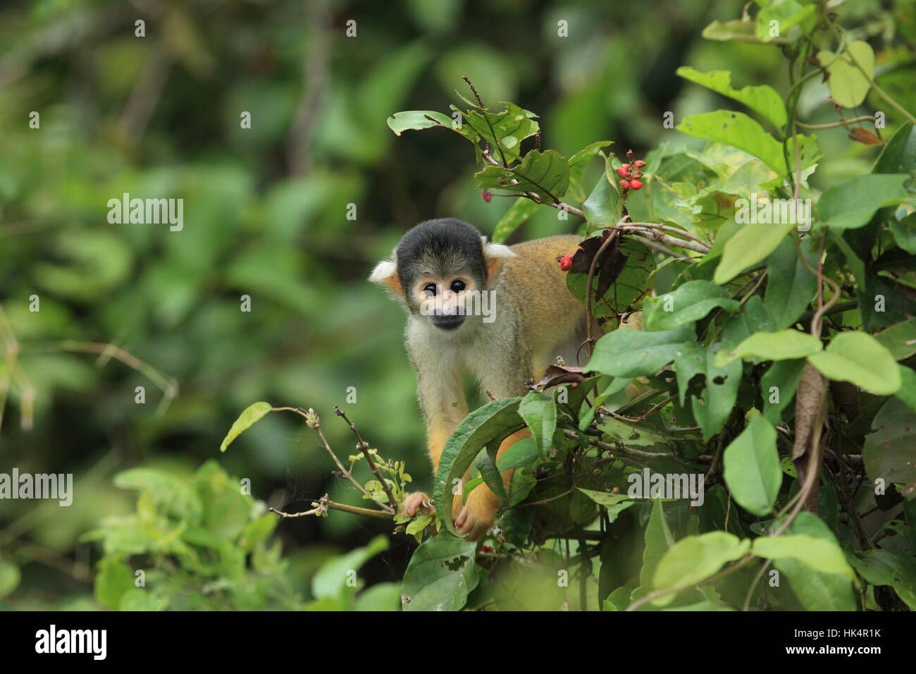 Affen, Dschungel, Pampa, Amazon, Affen, Dschungel, Südamerika, Bolivien,  Pampa Stockfotografie - Alamy