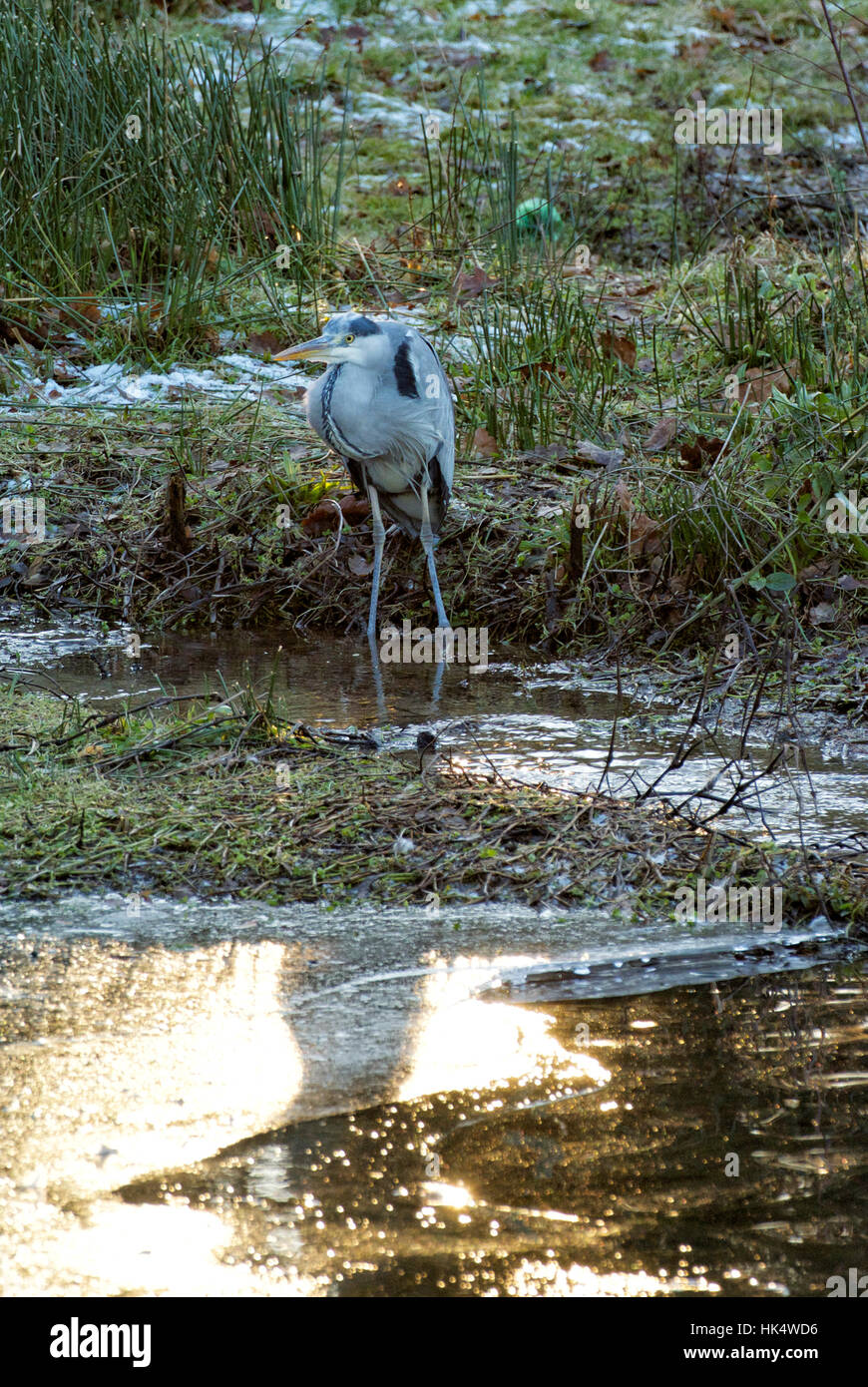 Graureiher warten an einem zugefrorenen Teich im Winter, Frankreich Stockfoto