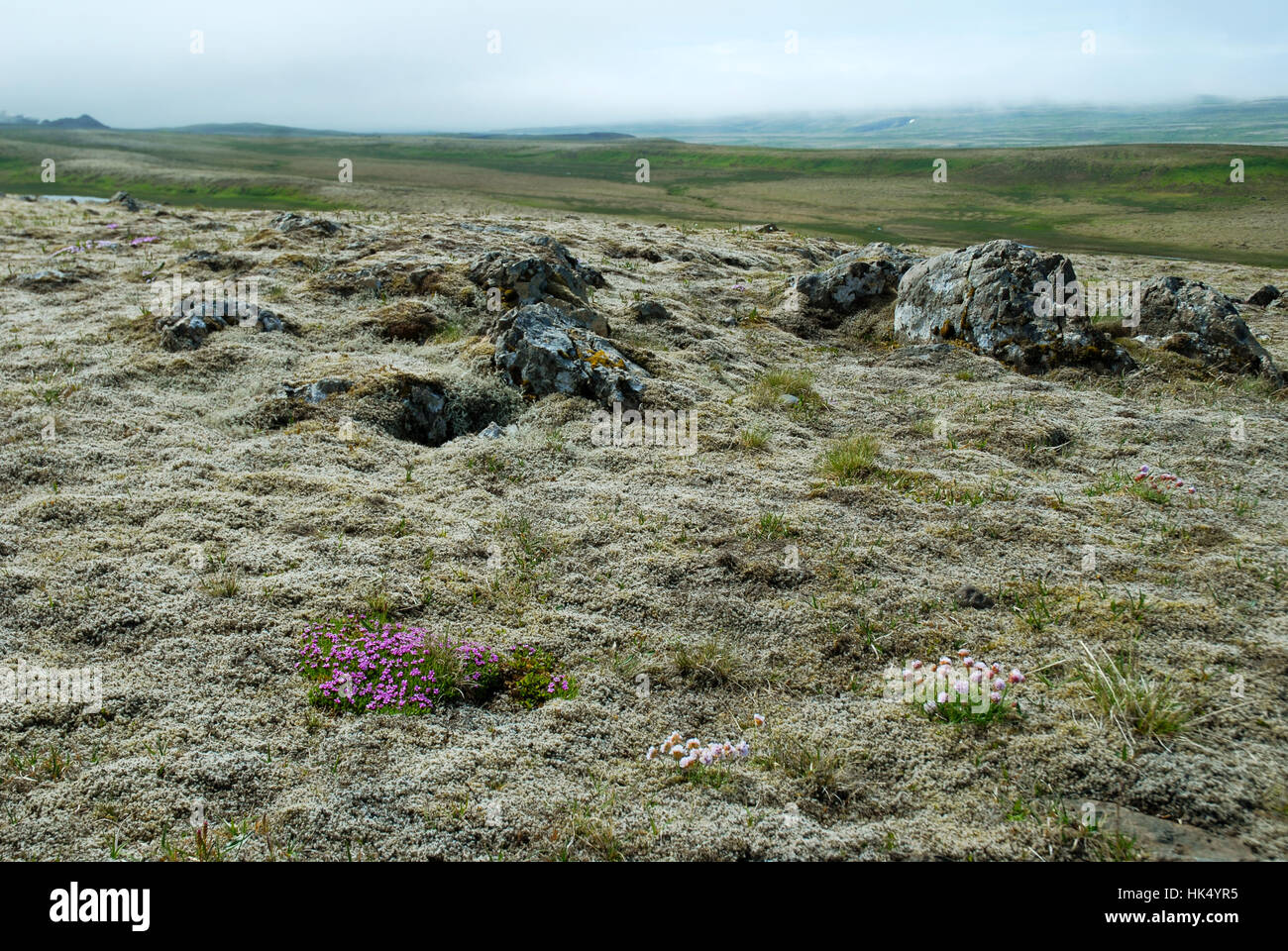 Uralte moosbedeckte Landschaft. Island. Stockfoto