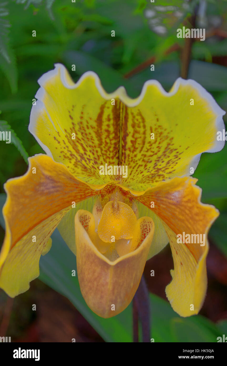 Makro, Nahaufnahme, Makro-Aufnahme, Nahaufnahme Blick, Blume, Pflanze, Blüte, Blüte, Stockfoto