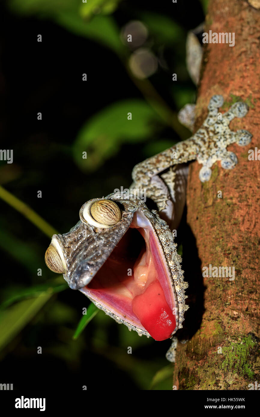 Riesiges Blatt-Tail Gecko Uroplatus Fimbriatus, Nosy Mangabe Park ...