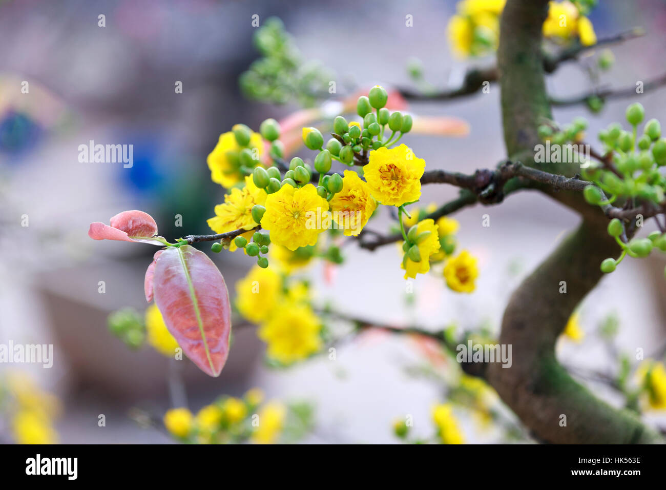 Tet-Feiertage Blume in Hanoi, Vietnam Stockfoto