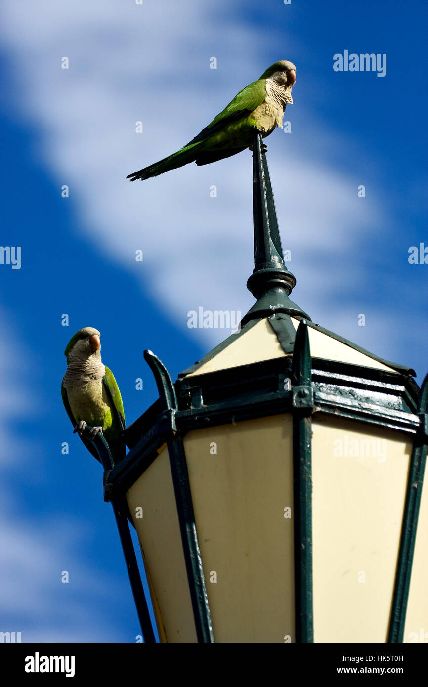 blau, Glas, Kelch, Becher, Kugel, Tier, Vogel, grün, braun, bräunlich, Stockfoto