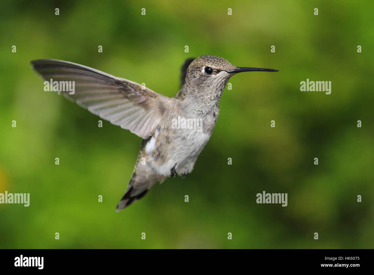 Tier, Vogel, Tiere, Wild, Vögel, Flügel, Federn, Tierwelt, Kolibri, Stockfoto