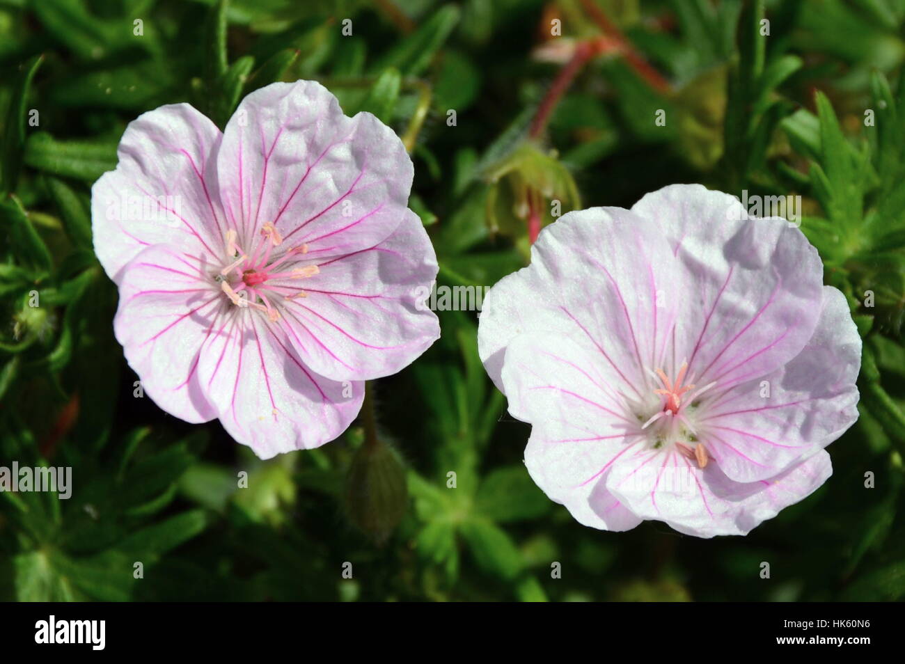 Blütenduo Stockfoto