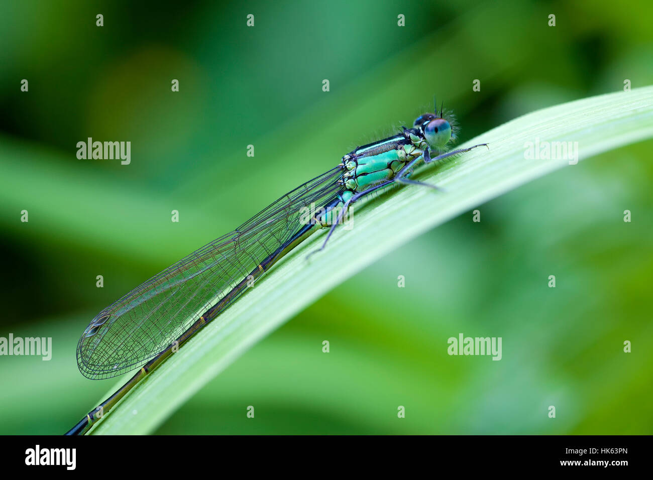 Azure Damselfly - Coenagrion puella Stockfoto