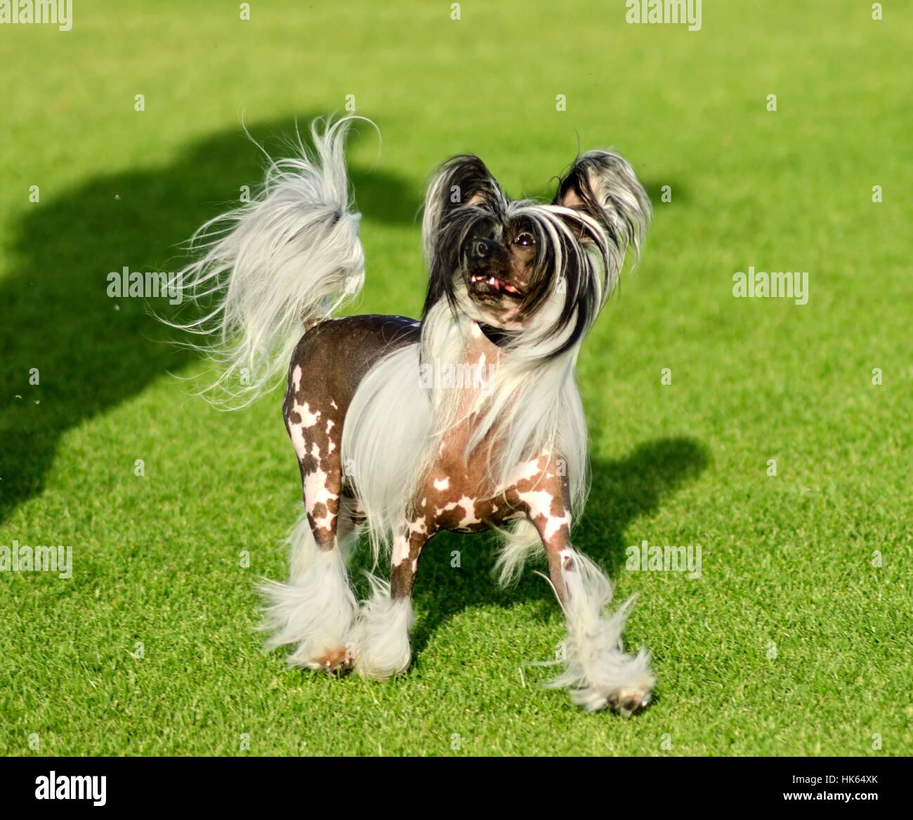 kleine, winzige, kleine, kurze, Hund, Chinesisch, haarlose, reinrassige, wunderschöne, Stockfoto