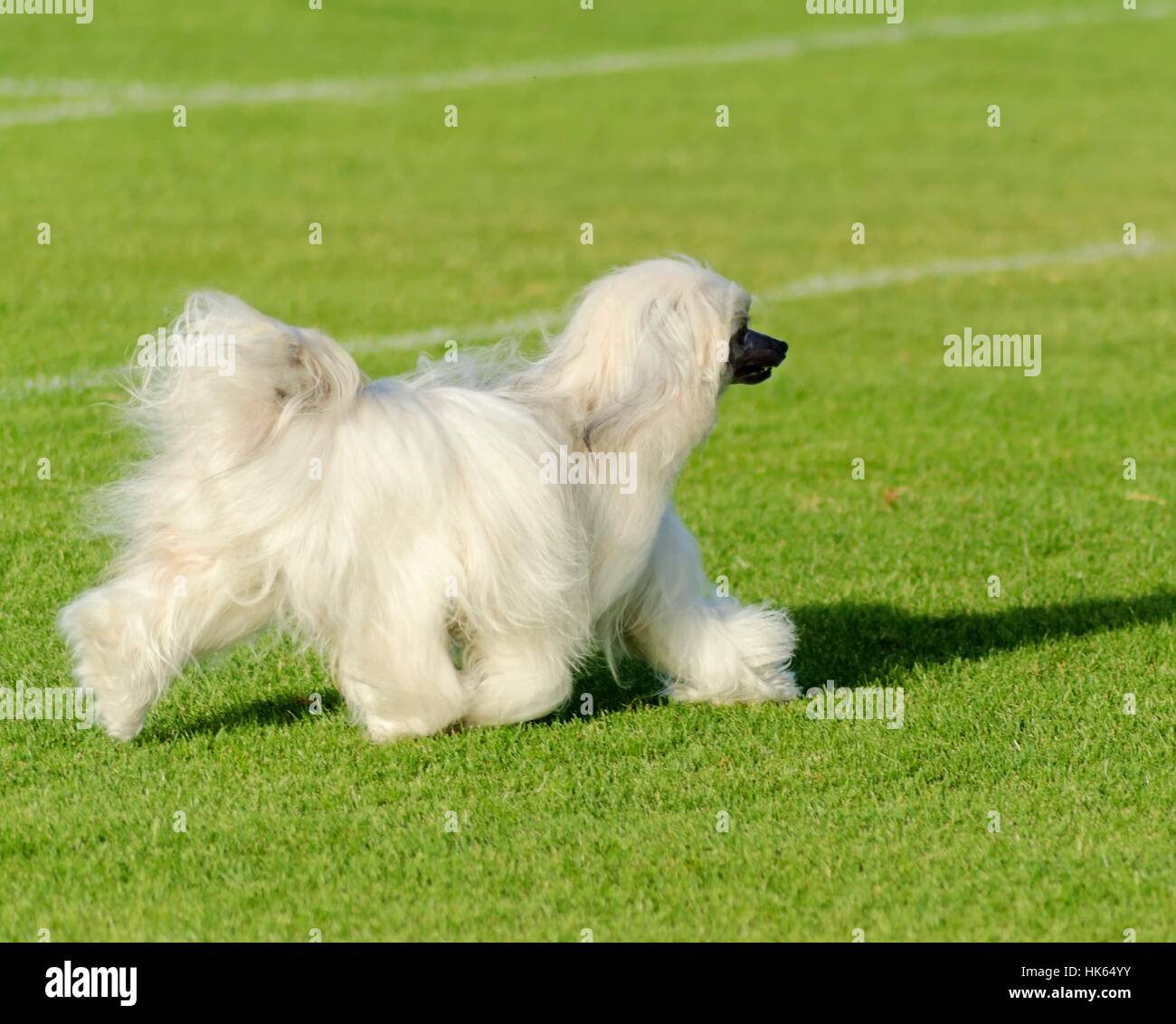 Hund, lange, Chinesisch, Pulver, Mantel, Blätterteig, Mantel, schön, beauteously, nice, Stockfoto
