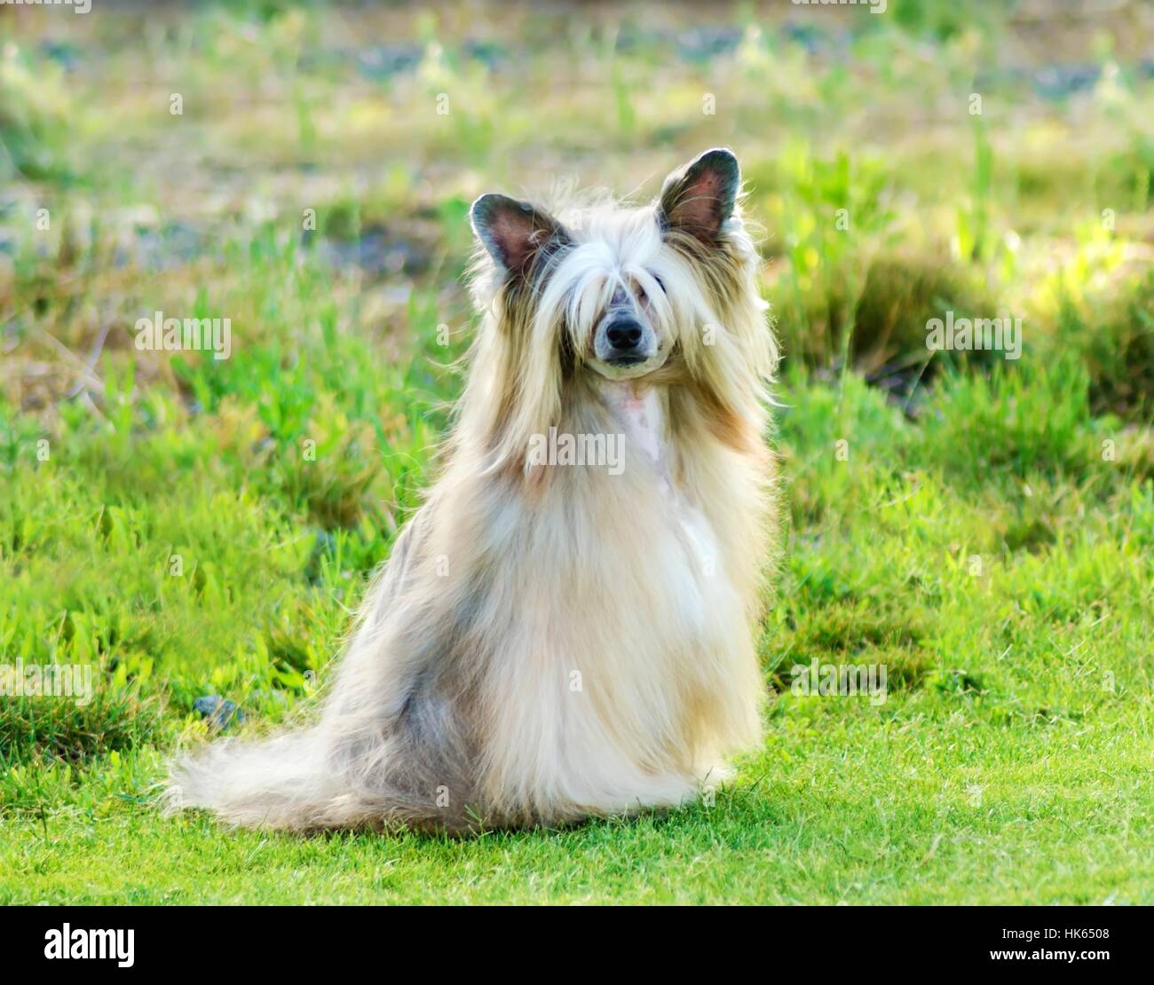 Hund, lange, Chinesisch, Pulver, Mantel, Blätterteig, Mantel, schön, beauteously, nice, Stockfoto