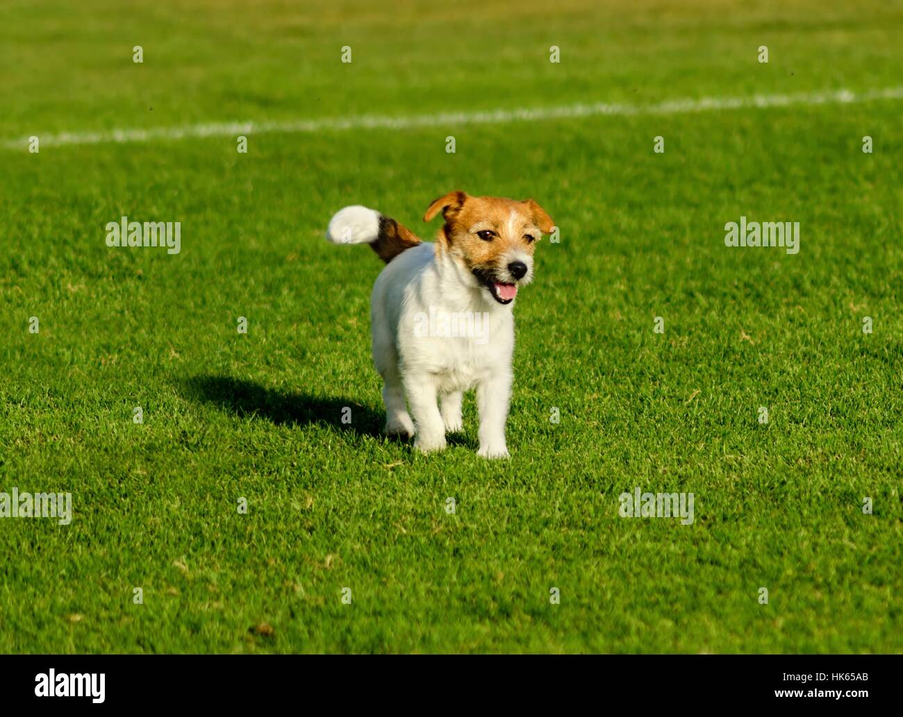 Hund, Jack, glatt, Klick, Terrier, Journal-Box, Mantel, weiß, Mantel, lachen, Stockfoto