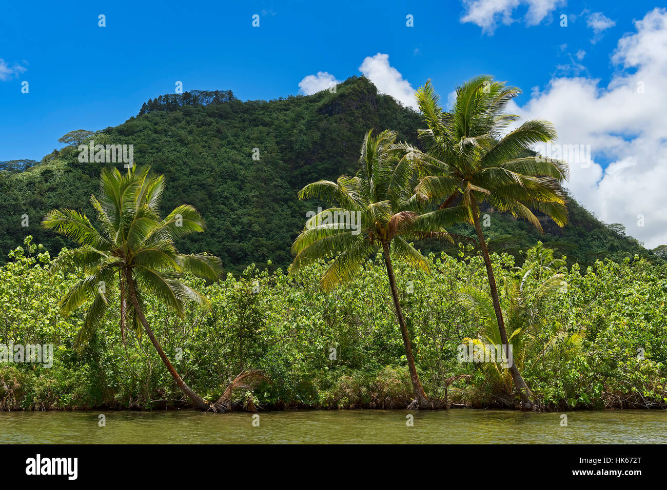 Kokospalmen an üppigen Küste, Raiatea, Französisch-Polynesien Stockfoto
