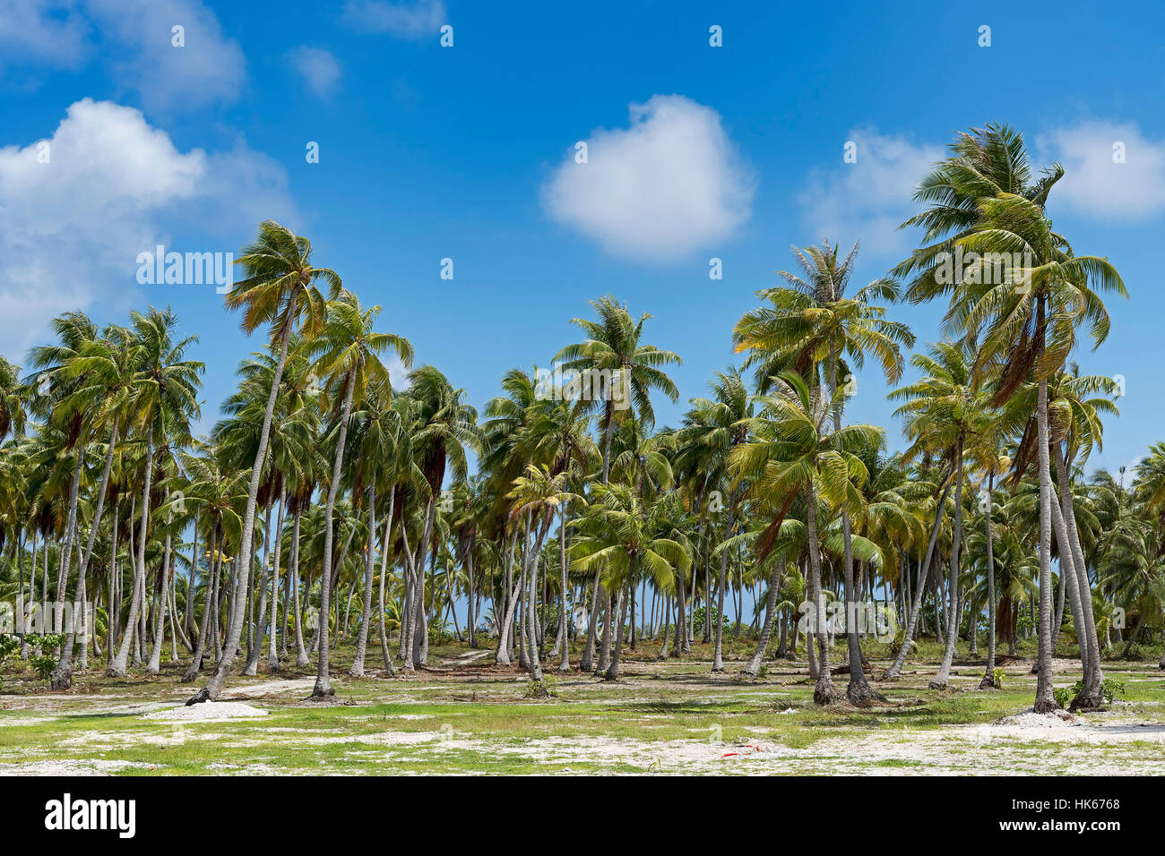 Palmenhain in Rangiroa Atoll, Tuamotu-Archipel, Französisch-Polynesien Stockfoto