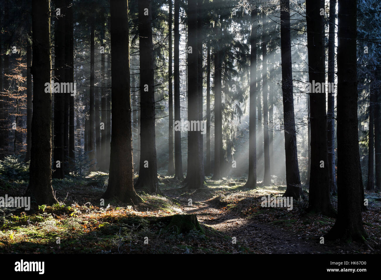 Sonnenstrahlen durchscheinen Baumstämme, Fichten-Wald, Hintergrundbeleuchtung, Dossenheim, Baden-Wurttemberg, Deutschland Stockfoto