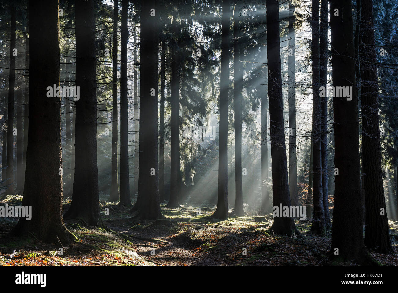 Sonnenstrahlen durchscheinen Baumstämme, Fichten-Wald, Hintergrundbeleuchtung, Dossenheim, Baden-Wurttemberg, Deutschland Stockfoto