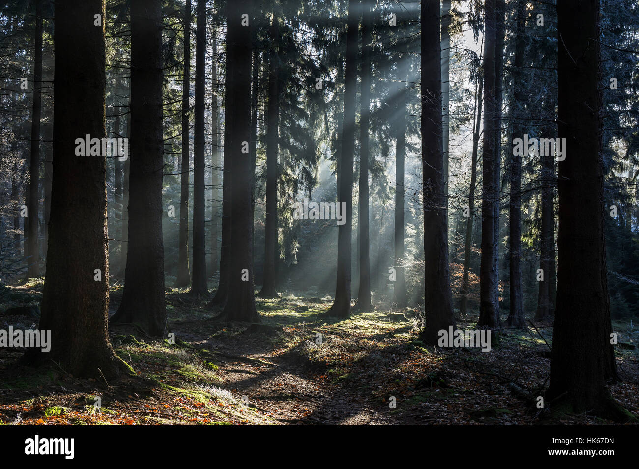 Sonnenstrahlen durchscheinen Baumstämme, Fichten-Wald, Hintergrundbeleuchtung, Dossenheim, Baden-Wurttemberg, Deutschland Stockfoto