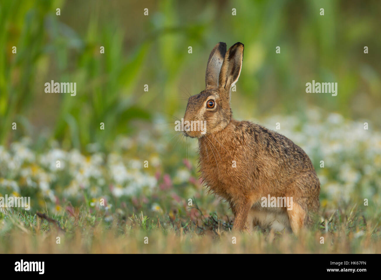 Feldhase (Lepus Europaeus), Alarm, sitzen in einem Maedow, Suffolk, Großbritannien Stockfoto