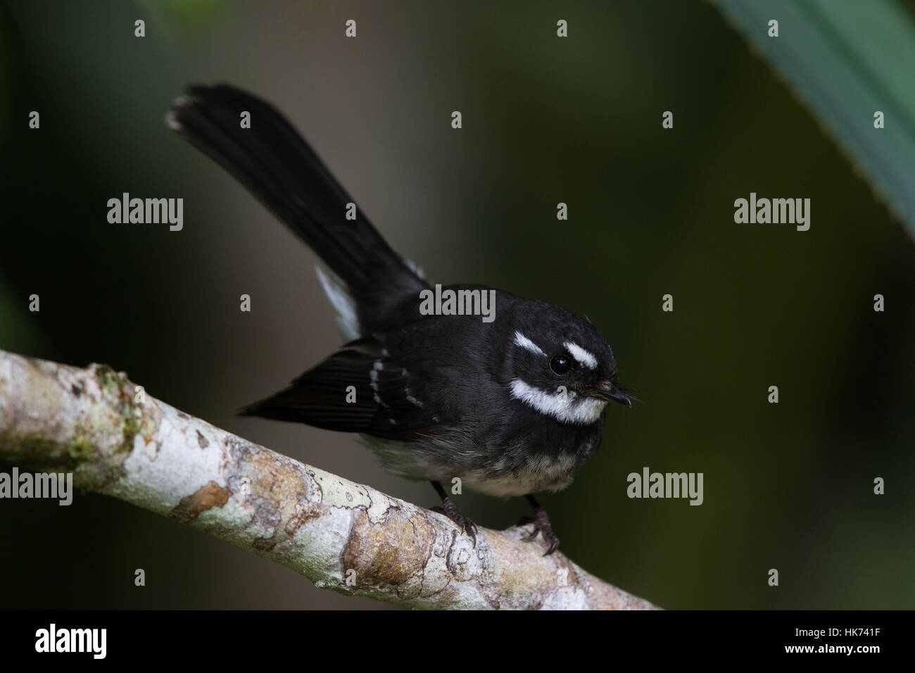 Grau-Fantail (Rhipidura Fuliginosa Keasti) Stockfoto