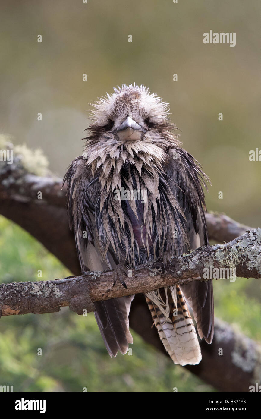 Lachende Kookaburra (Dacelo Novaeguineae) trocknen die nassen Federn nach einem Bad Stockfoto