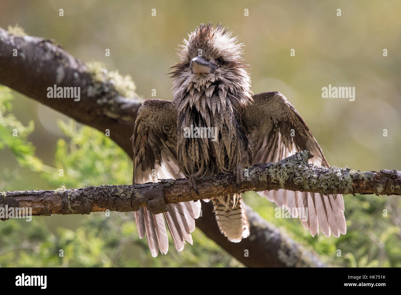 Lachende Kookaburra (Dacelo Novaeguineae) trocknen die nassen Federn nach einem Bad Stockfoto