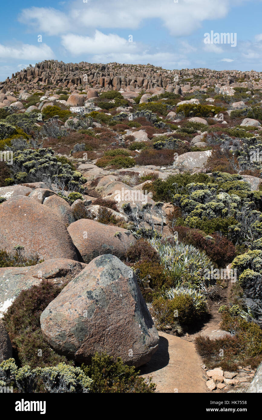 Felsbrocken übersäte alpine Heide auf dem Gipfel des Mount Wellington, Tasmanien, Australien Stockfoto