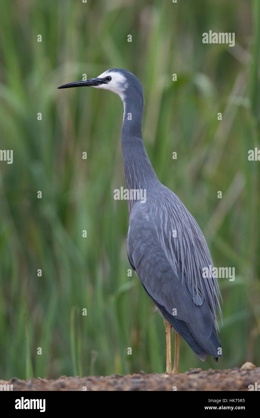 White-faced Heron (Egretta Novaehollandiae) Stockfoto